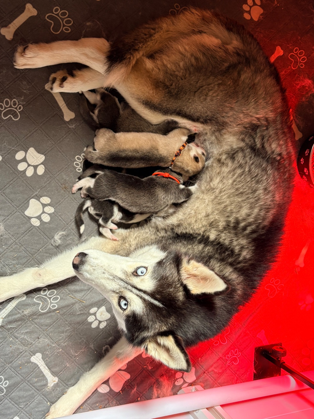Les bébés sont arrivés
