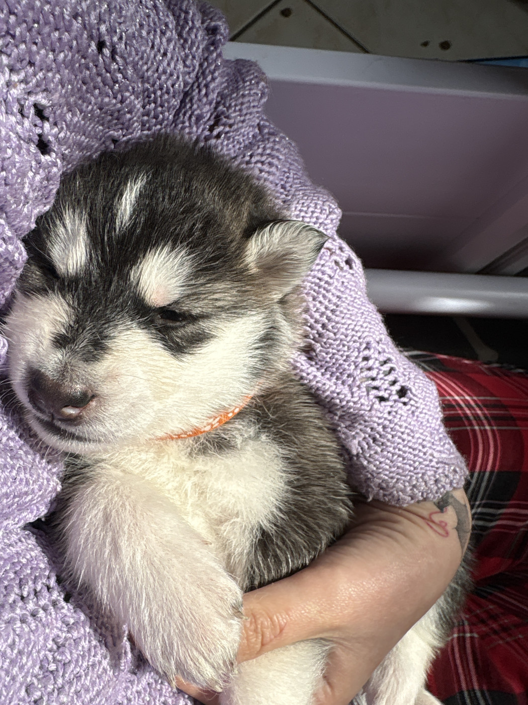 Des Louves Du Lac Bleu - Chiots disponibles - Siberian Husky