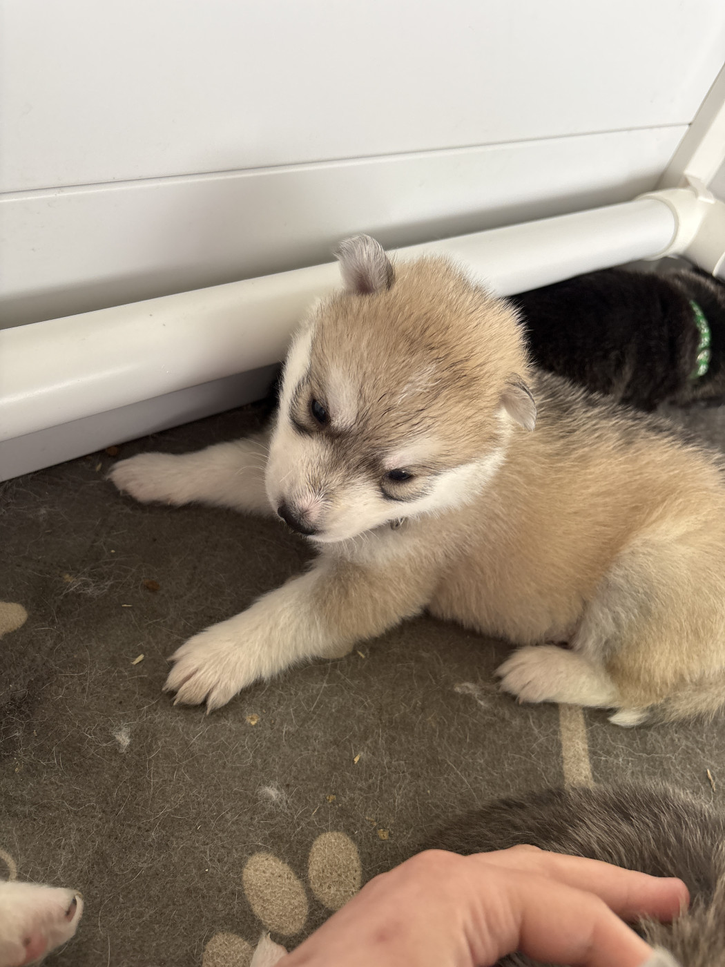 Des Louves Du Lac Bleu - Chiots disponibles - Siberian Husky