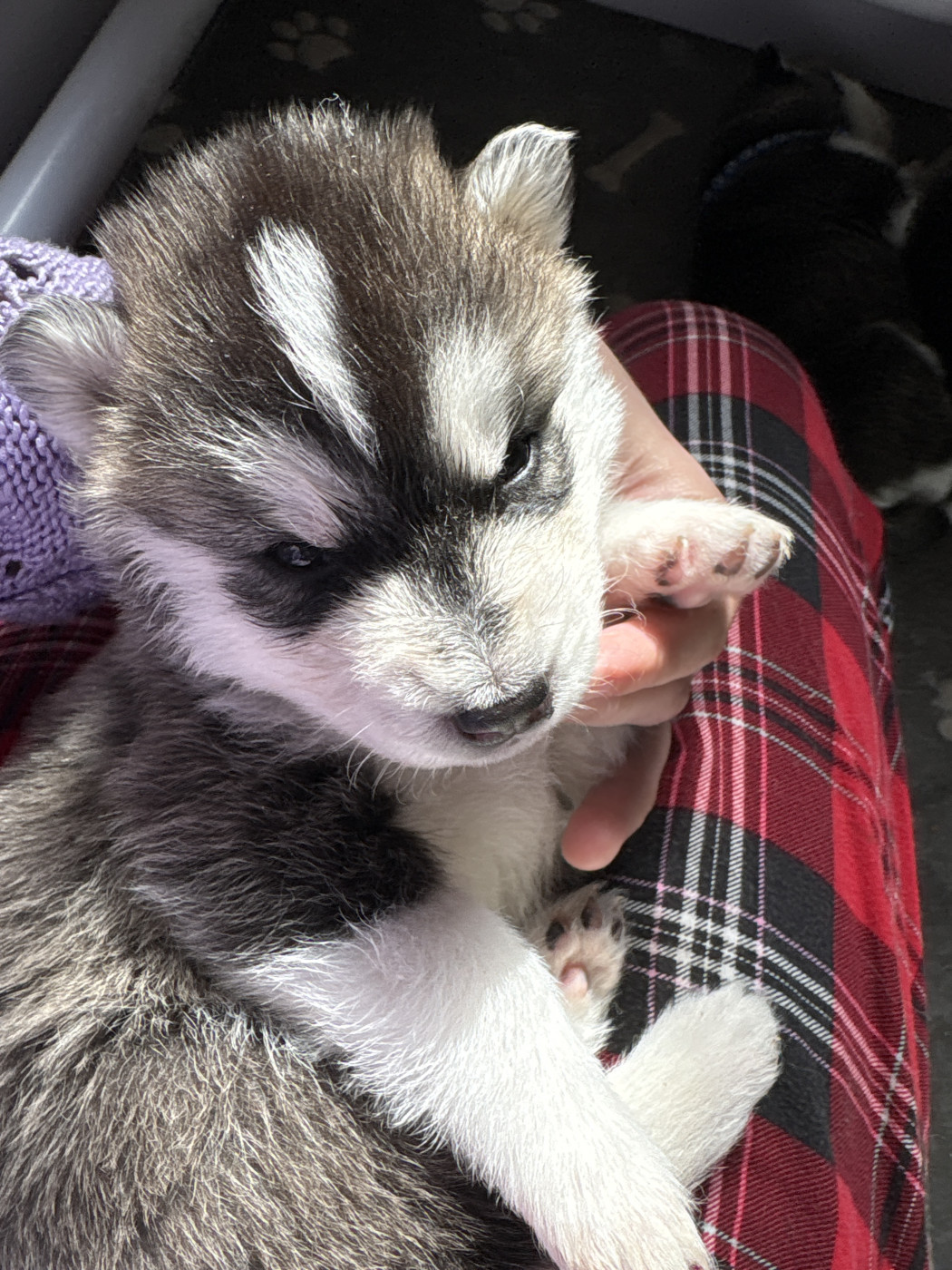 Des Louves Du Lac Bleu - Chiots disponibles - Siberian Husky